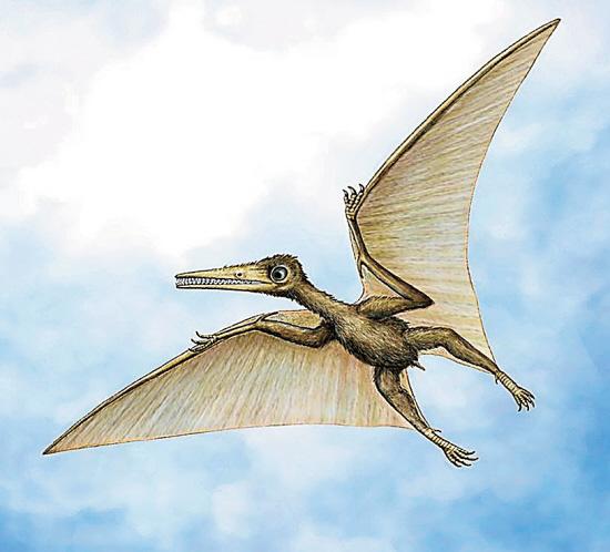 翼手龙想象图新华社专电 路透社24日援引多名科学家的话报道,研究人员