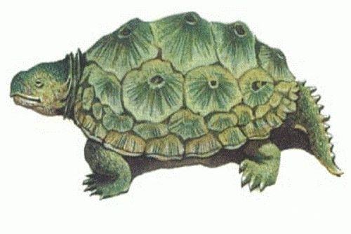 恐龟,长7米,1600万年前灭绝