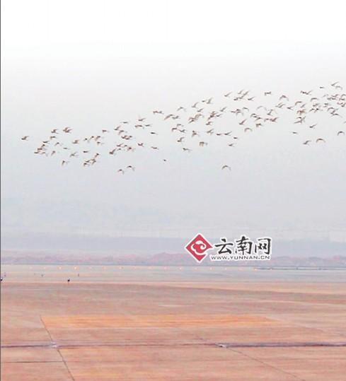 鸟群横穿长水机场上空