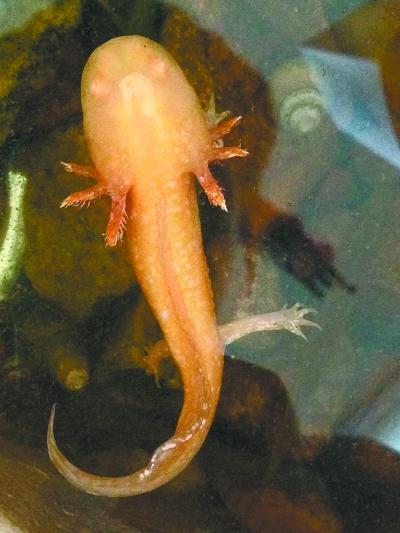 男子捕到通体金黄娃娃鱼原来是蝾螈图