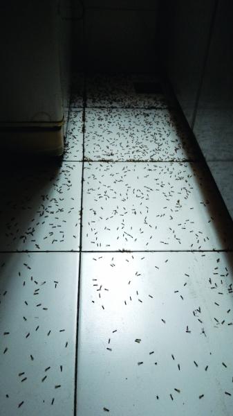 男子万元租来白蚁房满地蚁尸让人不寒而栗