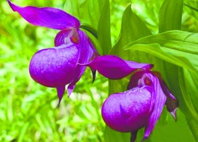 承德发现濒临灭绝植物野生大花杓兰图