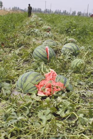 石家庄8县市遭受冰雹侵袭满地西瓜裂开嘴