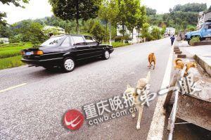 车子急刹撞飞狗伤及路边老人 家属要求司机负全责