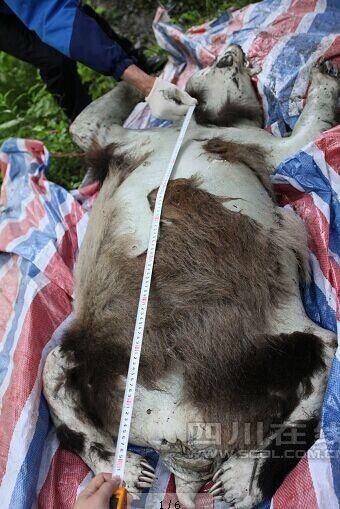 四川卧龙野生大熊猫溺亡 为雌性年龄6-7岁(图)