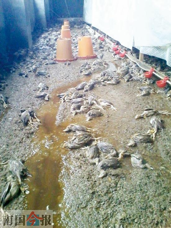 ����������ˮӿ��ũ�� ����ֻ��������֮��