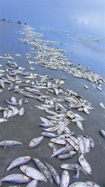 广西白浪滩现大量死鱼死鱼带宽两三米约5000余公斤