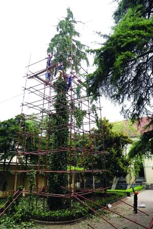 游客,都会特意到子超楼前看看当年由国民政府主席林森亲手种下的它们