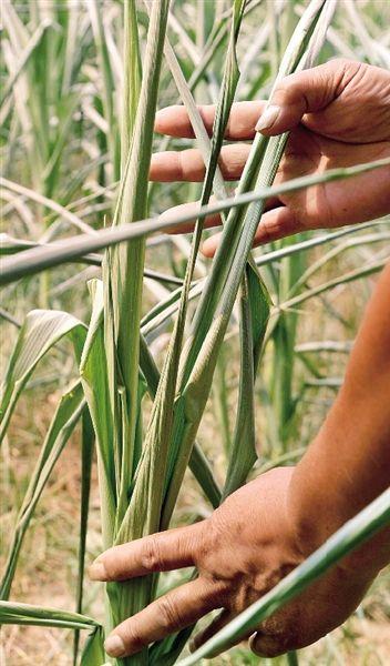 �������磬֣��������³�ӱߣ���Ӧ��ʼ�����������ɺ�ֻ����50�����׸ߣ�Ҷ�ӿ�ή������