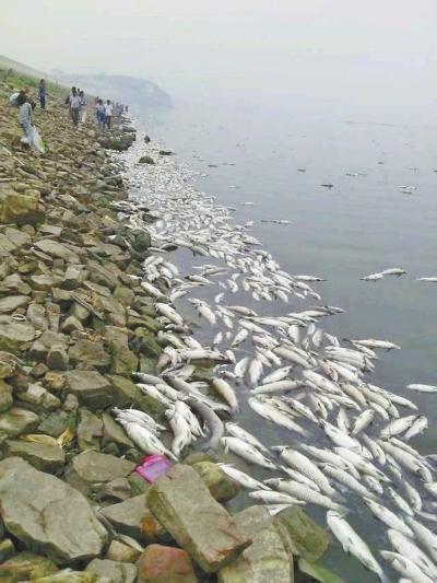 白沙水库因缺氧导致大面积死鱼 估算损失数十万斤