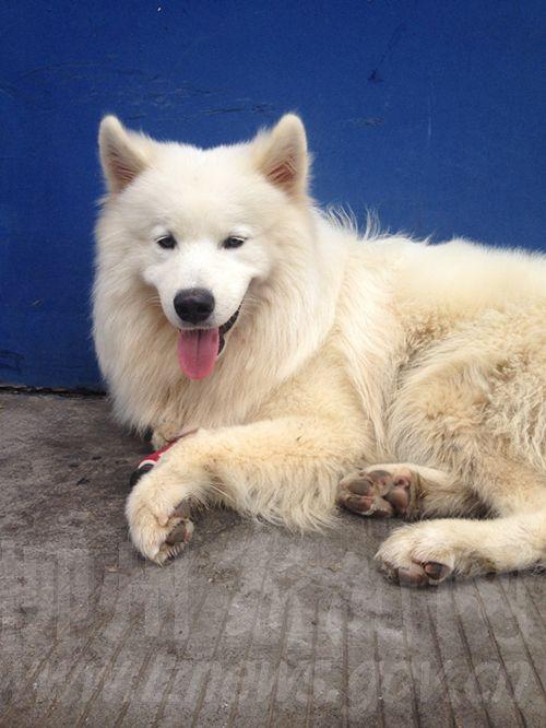 呆萌狗狗窜入校园抓女生 民警网上广发寻主帖(图)