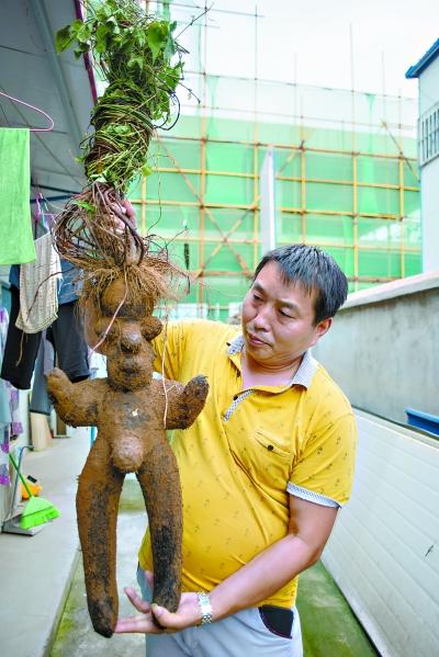 市民千元买人形何首乌专家看照片断定是假图