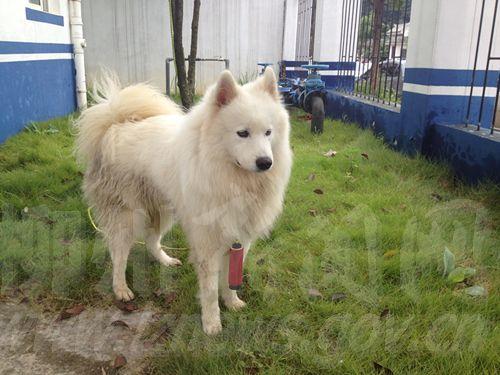 呆萌狗狗窜入校园抓女生 民警网上广发寻主帖(图)