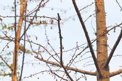 ֣�ݲ�����̬�ȵ������ֿ�Ҷ ʩ�����в��ܶ��Ƿ�����