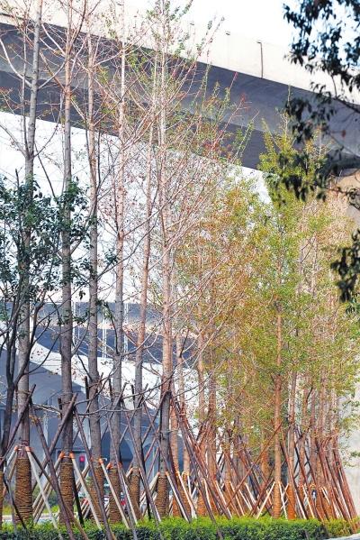 ֣�ݲ�����̬�ȵ������ֿ�Ҷ ʩ�����в��ܶ��Ƿ�����