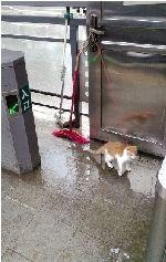 �޷�·վ̨��������Сè