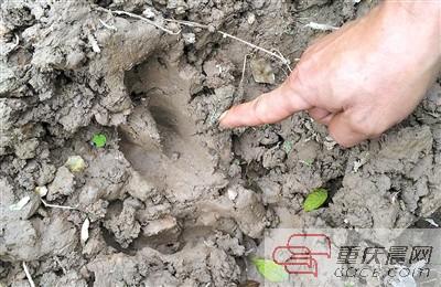 野猪留10厘米长脚印村民不忍伤害连夜挖光红薯