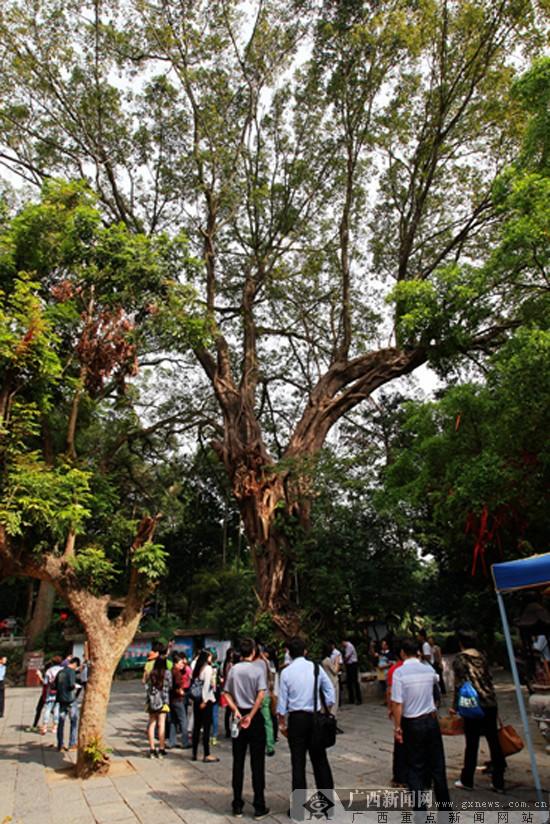 ���ķ����������� ������ƽ������Ѱ(��ͼ)