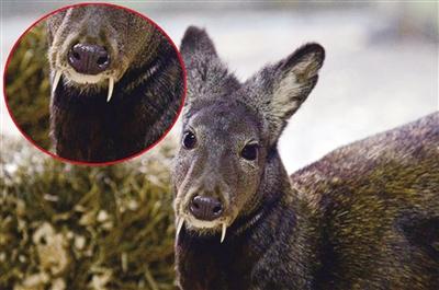 阿富汗再现獠牙麝鹿长有如吸血鬼般的獠牙图