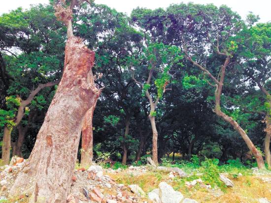 萝岗某村建保障房大批荔枝古树被砍图