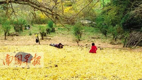 拍摄银杏树每分钟60元?村民声称犯了