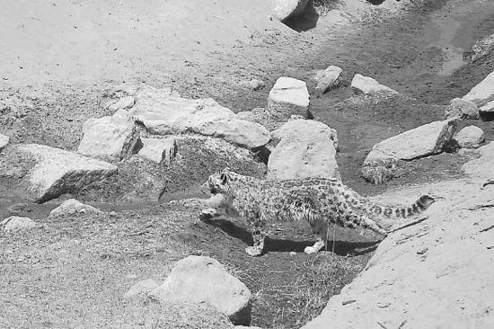 新疆罗布泊野骆驼国家级自然保护区管理局红外相机拍摄到的雪豹。(图片由新疆罗布泊野骆驼国家级自然保护区管理局提供)