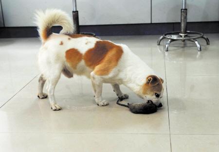 (石祯专 摄)俗话说"狗咬耗子多管闲事",在天心区楚湘社区,就有这么