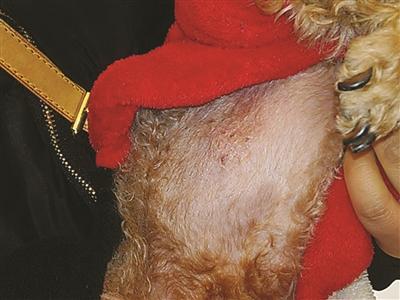 泰迪美容被剪掉肚皮犬主宠物店索赔踹坏卷帘门