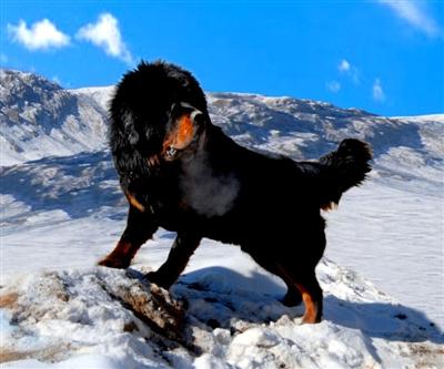 青海藏獒市场遭遇冰点3000家獒园如今不到1000家