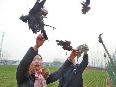 פ�����԰����ճ��41ֻ�ھ�β1ֻèͷӥ ��ŭ����