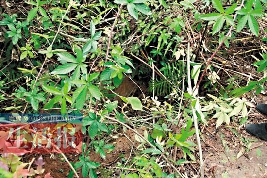 ���֣��׶�����ʧ��3��3ҹ �������Ұ�ⰾ3��3ҹ