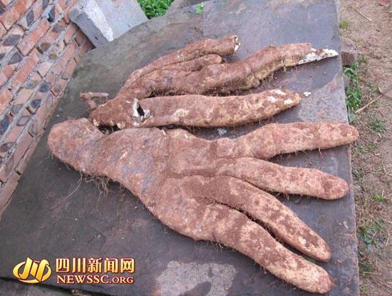 �Ĵ���ү�ֳ�29�������߲ˣ���4��������ָ��(ͼ)