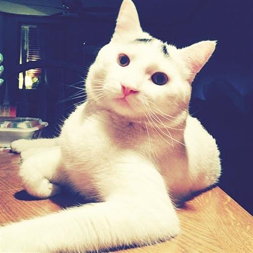 "囧脸猫"走红网络 天生八字眉面容忧郁(图)