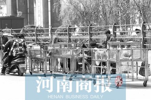 宠物狗市场存猫腻 土狗“改装”成1000元的松狮