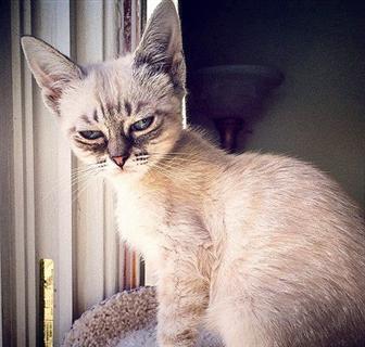 有粉丝表示它看起来邪恶,但