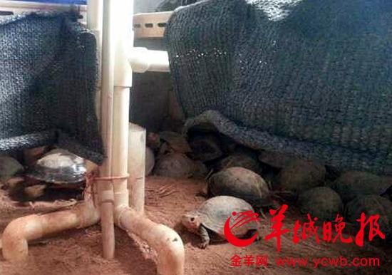 ����������ɳ����ǽ�Ǽ�����ɫ���ڹꡣ���������������ΰ��(����ҵ����Ƶ)