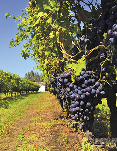 乌拉圭著名的不仅是足球,还有葡萄酒
