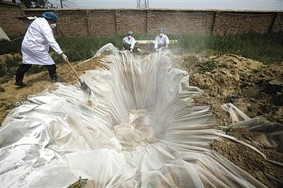 9头羊驼从智利万里来华 换传染病遭“安乐死”
