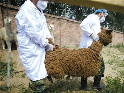 9头羊驼从智利万里来华 换传染病遭“安乐死”