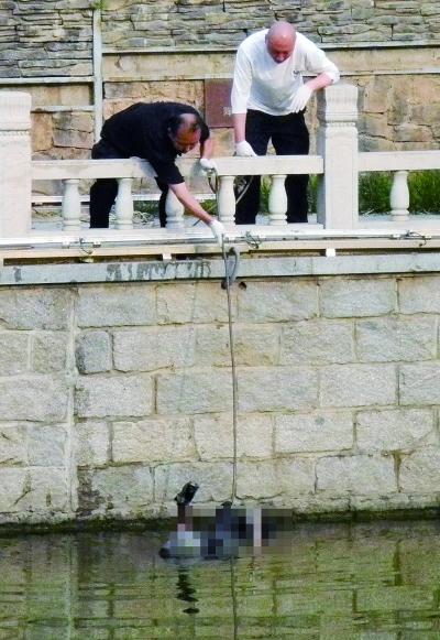 北京木樨地桥南河道现男性浮尸 警方已介入(图)