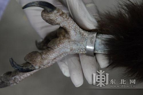 韩国秃鹫兴凯湖落难警民联手救援图