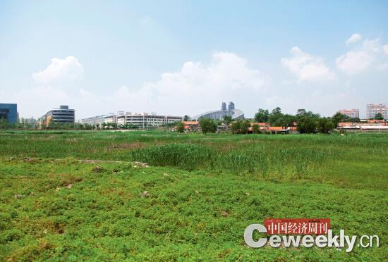 p28 文安村的农田早在几年前已被征收,因一直未开发而荒废。《中国经济周刊》记者 邹坚贞 摄