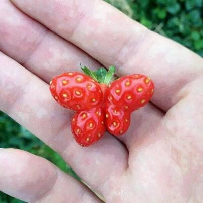 世界上最奇葩的草莓图片