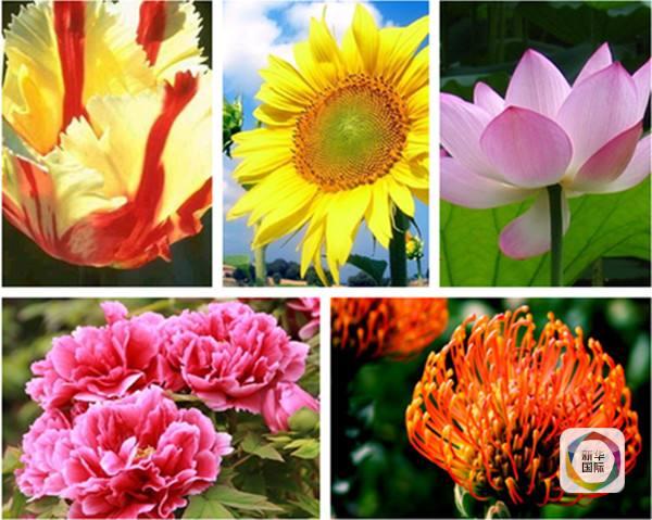 梳理金砖国家点滴5国国花及历次领导人会晤标志