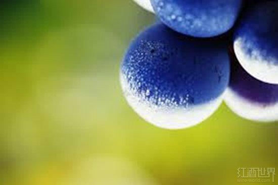 谈谈历史,聊聊酒——巴罗洛的王者之路