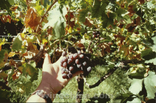 �����״η�����������������ϸ��