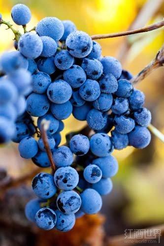 Shiraz��һ��Ʒ�֣�һ���ǣ�һ�����