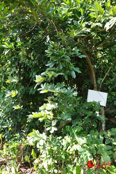 ����԰������άӱ���ſڵĶ�����