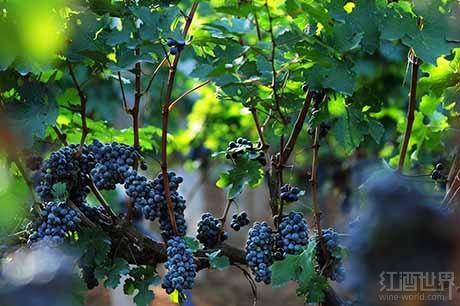 为什么说佳美是侍酒师的秘密武器?