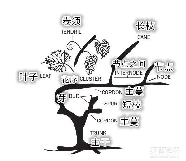 原来一棵葡萄树是这样组成的图